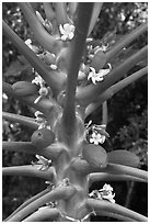 Papaya fruit and flowers. Haleakala National Park, Hawaii, USA. (black and white)