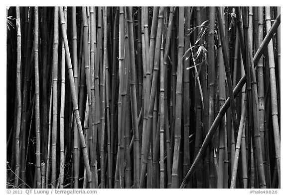 Black and White Picture/Photo: Bamboo stems. Haleakala National Park