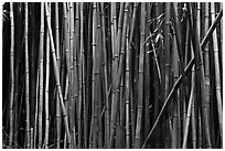 Bamboo stems. Haleakala National Park, Hawaii, USA. (black and white)