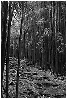 Bamboo lined path - Pipiwai Trail. Haleakala National Park, Hawaii, USA. (black and white)