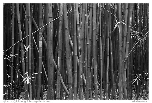 Dense Bamboo forest. Haleakala National Park (black and white)