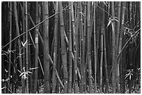 Dense Bamboo forest. Haleakala National Park, Hawaii, USA. (black and white)