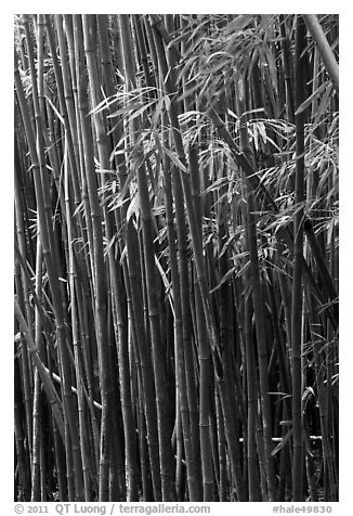 Bamboo stems and leaves. Haleakala National Park, Hawaii, USA.