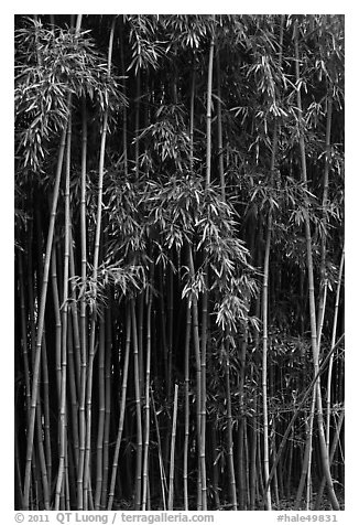 Thick Bamboo forest. Haleakala National Park (black and white)