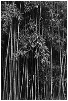 Thick Bamboo forest. Haleakala National Park, Hawaii, USA. (black and white)
