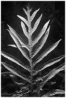 Glossy green leaf of Lauae fern with wart-like spore clusters. Haleakala National Park ( black and white)