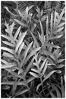 Maile-Scented Fern (Phymatosorus scolopendria). Haleakala National Park, Hawaii, USA. (black and white)