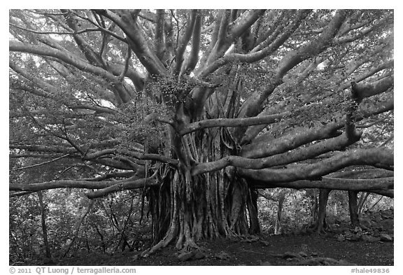 Web of wood, Banyan tree. Haleakala National Park, Hawaii, USA.