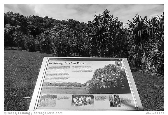 Restoring the Hala Forest interpretive sign. Haleakala National Park (black and white)