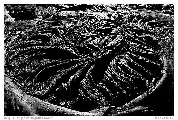 Ferns growing out of hardened pahoehoe lava circle. Hawaii Volcanoes National Park (black and white)