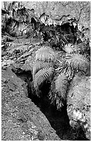 Ferns and lava crust on Mauna Ulu crater. Hawaii Volcanoes National Park, Hawaii, USA. (black and white)