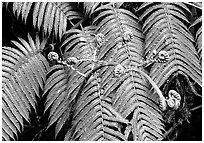 Hawaian ferns. Hawaii Volcanoes National Park ( black and white)