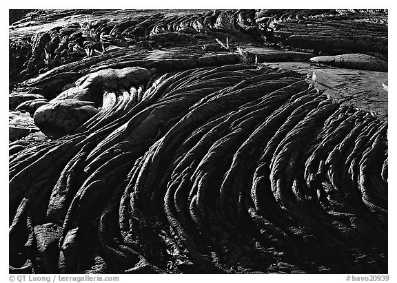Hardened rope lava and ferns. Hawaii Volcanoes National Park (black and white)