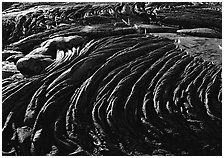 Hardened rope lava and ferns. Hawaii Volcanoes National Park ( black and white)