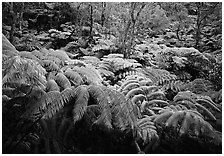 Giant tropical ferns. Hawaii Volcanoes National Park, Hawaii, USA. (black and white)