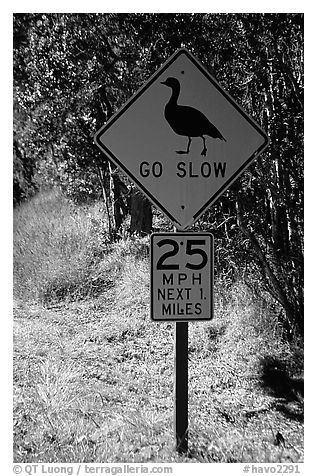 Road sign showing the nene (Hawaiian goose). Hawaii Volcanoes National Park (black and white)