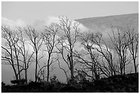 Trees silhouetted against fog at sunrise. Hawaii Volcanoes National Park ( black and white)