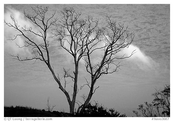 Trees and fog near Hilana Pali. Hawaii Volcanoes National Park (black and white)
