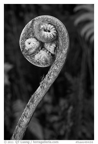Curled up fiddlehead of Hapuu fern. Hawaii Volcanoes National Park (black and white)