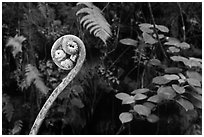 Young frond of endemic Hawaiian Hapuu. Hawaii Volcanoes National Park ( black and white)