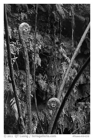 Hapuu (male tree ferns) unfolding. Hawaii Volcanoes National Park (black and white)