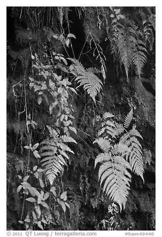 Ferns on cave wall. Hawaii Volcanoes National Park (black and white)
