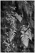 Ferns on cave wall. Hawaii Volcanoes National Park ( black and white)