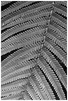 Fern close-up. Hawaii Volcanoes National Park ( black and white)