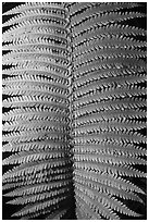 Fern frond close-up. Hawaii Volcanoes National Park ( black and white)