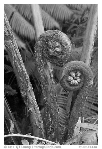 Hapuu Ferns with pulu hair. Hawaii Volcanoes National Park (black and white)
