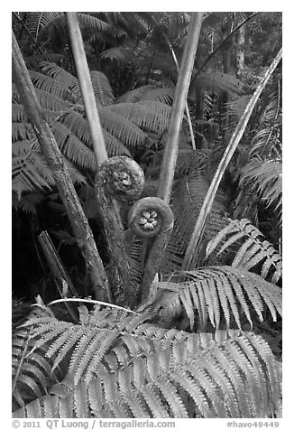 Crozier of the Hapuu tree ferns. Hawaii Volcanoes National Park (black and white)