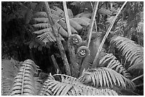 Hapuu tree ferns with crozier fronds. Hawaii Volcanoes National Park ( black and white)