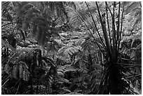 Rainforest with Hawaiian tree ferns. Hawaii Volcanoes National Park ( black and white)