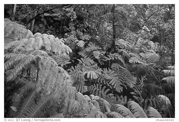 Rain forest with giant Hawaiian ferns. Hawaii Volcanoes National Park, Hawaii, USA.
