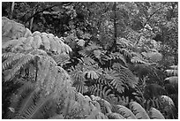 Rain forest with giant Hawaiian ferns. Hawaii Volcanoes National Park ( black and white)