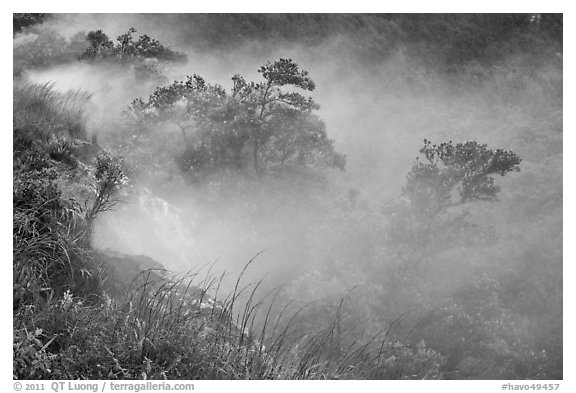 Steaming bluff and trees. Hawaii Volcanoes National Park (black and white)