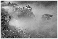 Steaming bluff and trees. Hawaii Volcanoes National Park ( black and white)