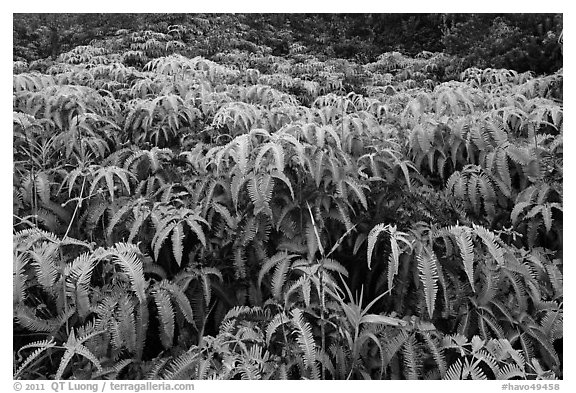 Carpet of false staghorn fern (Uluhe). Hawaii Volcanoes National Park (black and white)