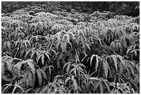 Carpet of false staghorn fern (Uluhe). Hawaii Volcanoes National Park ( black and white)