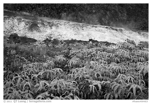 Uluhe ferns and sulphur bank. Hawaii Volcanoes National Park, Hawaii, USA.