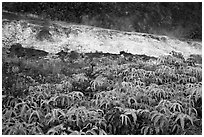 Uluhe ferns and sulphur bank. Hawaii Volcanoes National Park, Hawaii, USA. (black and white)