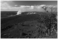Ohia tree and Kilauea caldera. Hawaii Volcanoes National Park ( black and white)