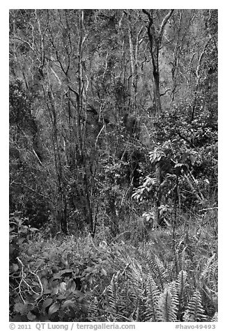 Fern and trees in Kookoolau crater. Hawaii Volcanoes National Park (black and white)