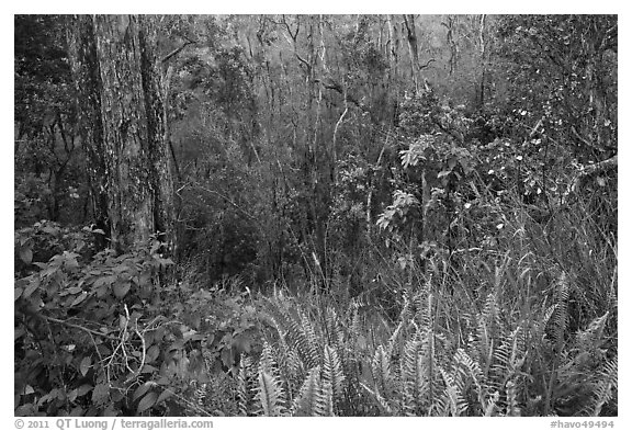 Kookoolau crater invaded by vegetation. Hawaii Volcanoes National Park (black and white)