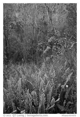 Ferns and forest Kookoolau crater. Hawaii Volcanoes National Park (black and white)