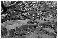 Forest of koa trees. Hawaii Volcanoes National Park ( black and white)