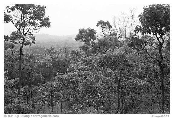 View over forest from Mauna Loa Lookout. Hawaii Volcanoes National Park (black and white)