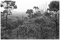 View over forest from Mauna Loa Lookout. Hawaii Volcanoes National Park ( black and white)