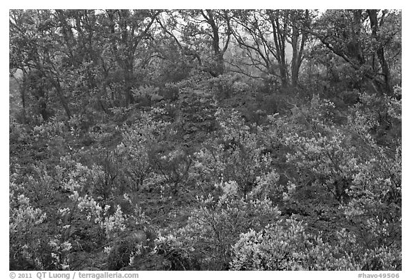 Shrub and trees growing over aa lava. Hawaii Volcanoes National Park (black and white)