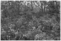 Shrub and trees growing over aa lava. Hawaii Volcanoes National Park ( black and white)